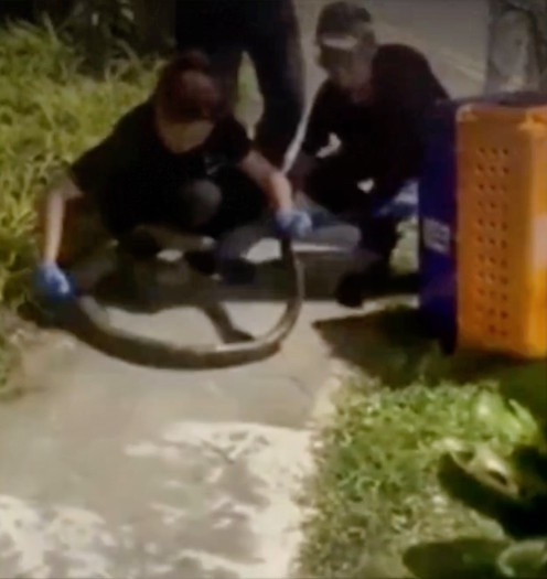 Con trăn gấm bị xe cán nhiều lần khi bò qua đường, cái kết thương tâm Ảnh 1