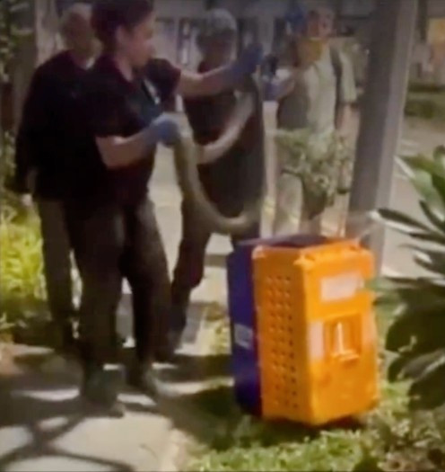 Con trăn gấm bị xe cán nhiều lần khi bò qua đường, cái kết thương tâm Ảnh 2