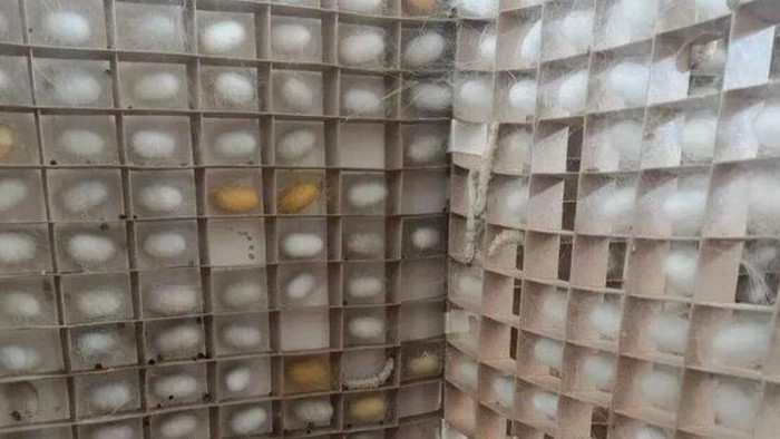 Cậu bé 6 tuổi nuôi 12.000 con tằm để tự làm chăn lụa, mẹ ruột 'khóc ròng' vì một lý do Ảnh 5