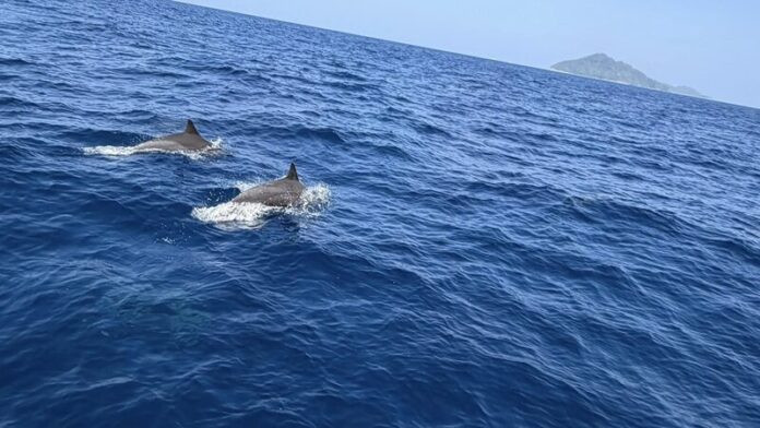 Phát hiện 120 sinh vật quý hiếm bơi trên biển, cảnh tượng cực hiếm thấy Ảnh 3