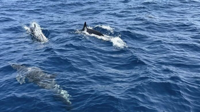 Phát hiện 120 sinh vật quý hiếm bơi trên biển, cảnh tượng cực hiếm thấy Ảnh 1