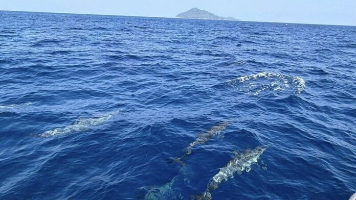 Phát hiện 120 sinh vật quý hiếm bơi trên biển, cảnh tượng cực hiếm thấy Ảnh 2