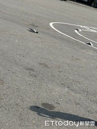 24 con chim bồ câu chết trước khuôn viên chùa, lý do gây phẫn nộ Ảnh 3