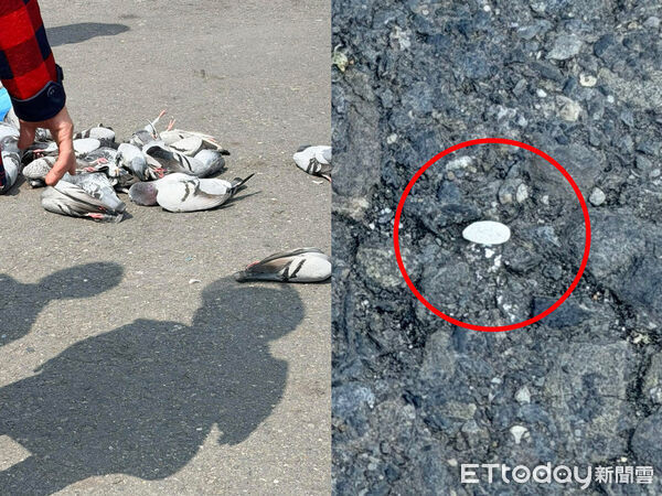 24 con chim bồ câu chết trước khuôn viên chùa, lý do gây phẫn nộ Ảnh 2