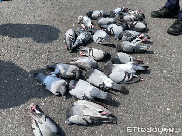 24 con chim bồ câu chết trước khuôn viên chùa, lý do gây phẫn nộ Ảnh 1