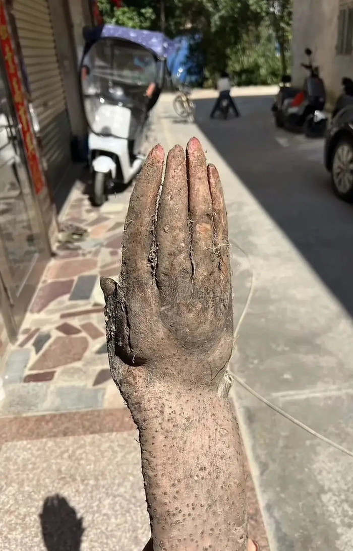 Đào được nguyên 'bàn tay' trong khu vườn nhà, cụ ông hốt hoảng Ảnh 1