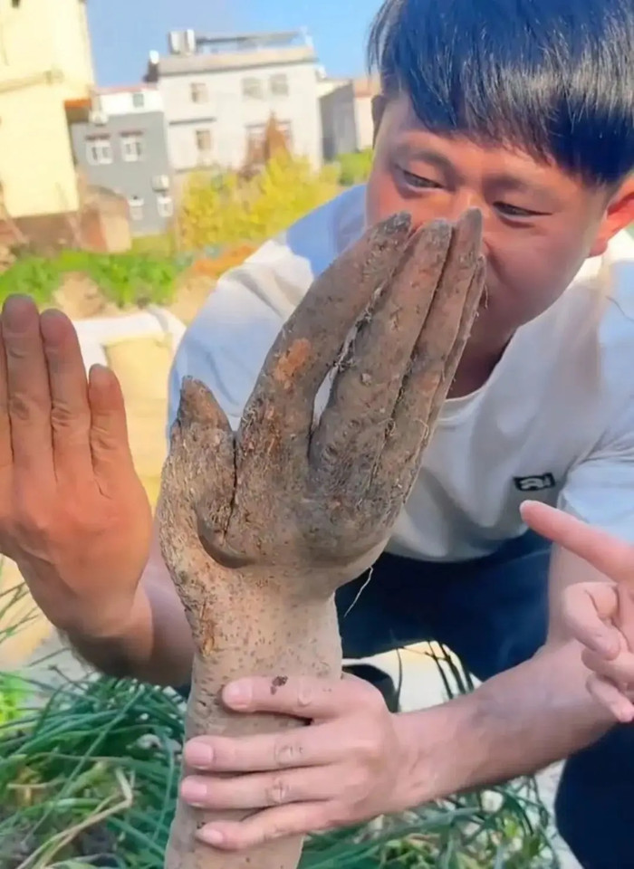 Đào được nguyên 'bàn tay' trong khu vườn nhà, cụ ông hốt hoảng Ảnh 2