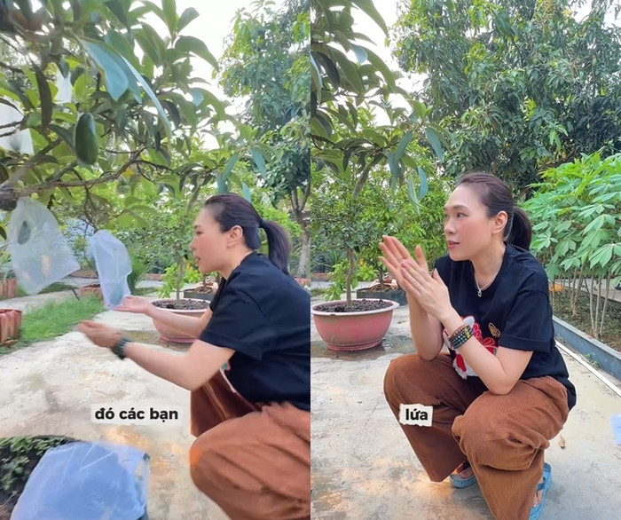 Mỹ Tâm phấn khích khi cây bơ trong vườn nhà đang trĩu quả.&nbsp;