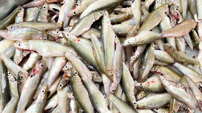 Loại cá 'lộc trời' theo con nước chỉ có ở miền Tây, khách phải lùng mua kẻo lỡ hẹn cả năm Ảnh 1