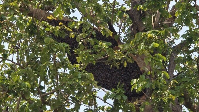 Đi bắt tổ ong, nam giáo viên bị hàng trăm con ông đốt nguy kịch Ảnh 1