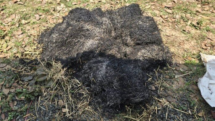 Đi bắt tổ ong, nam giáo viên bị hàng trăm con ông đốt nguy kịch Ảnh 3