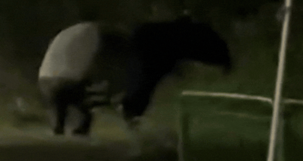 Sinh vật quý hiếm lang thang giữa đường, người dân xôn xao Ảnh 2