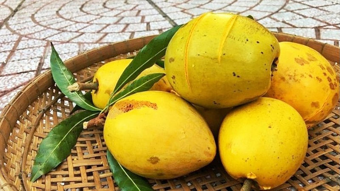 Loại quả màu vàng óng có nhiều ở miền Bắc, xưa không được chuộng, giờ có tiền triệu mới mua được Ảnh 1