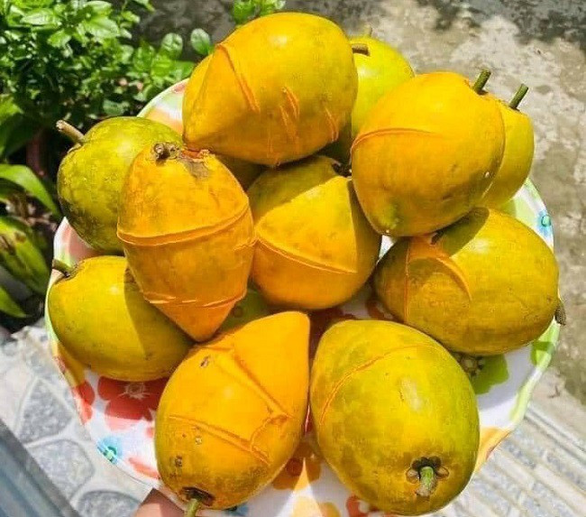 Loại quả màu vàng óng có nhiều ở miền Bắc, xưa không được chuộng, giờ có tiền triệu mới mua được Ảnh 2
