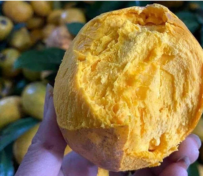 Loại quả màu vàng óng có nhiều ở miền Bắc, xưa không được chuộng, giờ có tiền triệu mới mua được Ảnh 4