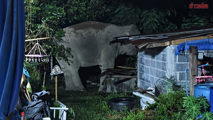 Con thú khổng lồ xông vào nhà dân, gây ra sự việc ám ảnh Ảnh 1