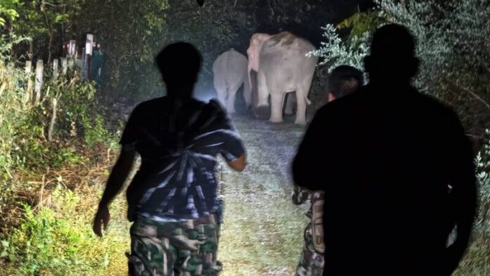 Con thú khổng lồ xông vào nhà dân, gây ra sự việc ám ảnh Ảnh 2