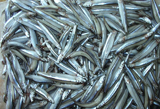 Loại cá ít ngậm thuỷ ngân nhất, là món khoái khẩu trong mâm cơm nhiều gia đình Việt Ảnh 2