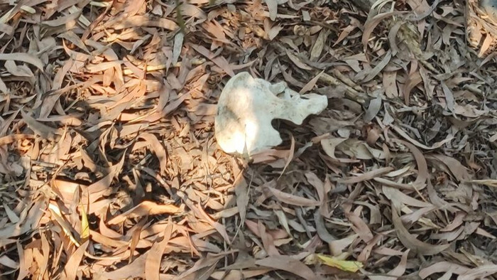 Mua đất xây nhà, người đàn ông đến kiểm tra thì phát hiện cảnh tượng hãi hùng Ảnh 2