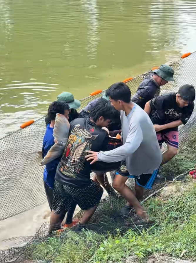 Dân làng bắt được con cá tra 'quái vật', gần chục người khiêng mới nổi Ảnh 1