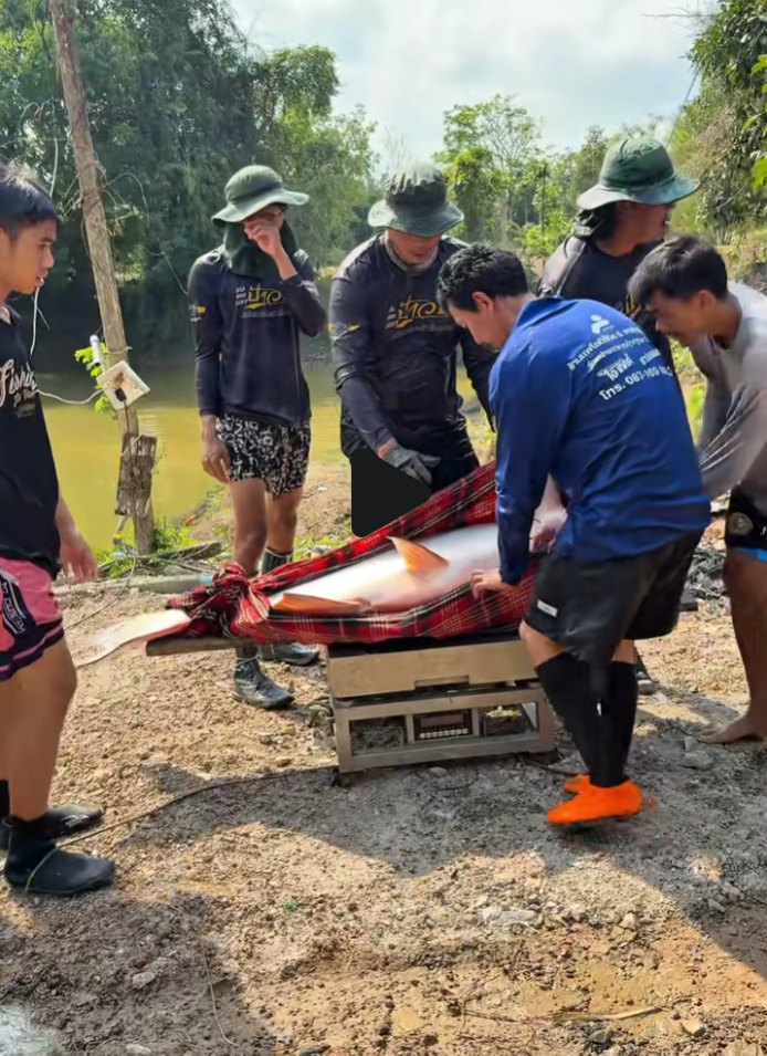 Dân làng bắt được con cá tra 'quái vật', gần chục người khiêng mới nổi Ảnh 2