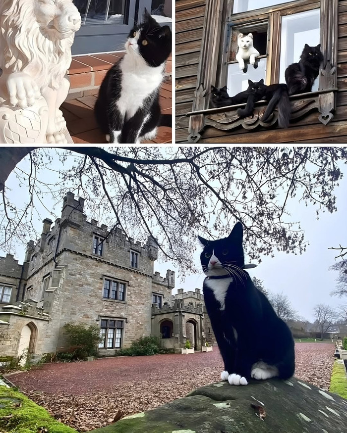 Nữ ca sĩ 'bí ẩn' nhất showbiz: Không kết hôn và sinh con, tuổi 64 sống tách biệt trong tòa lâu đài 87 tỷ đồng Ảnh 2