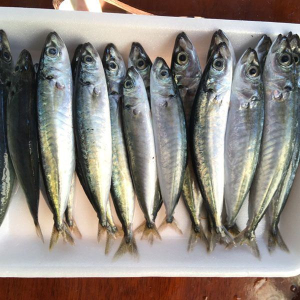 4 loại cá được thế giới đánh giá 'tốt nhất Việt Nam', ngoài chợ bán đầy với mức giá rẻ bèo Ảnh 2