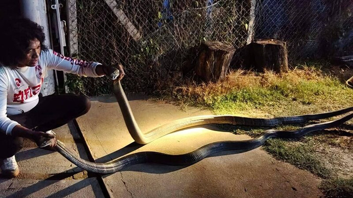 2 con rắn hổ mang chúa quấn chặt nhau trước cửa nhà, cảnh tượng khiến chủ nhà hoảng sợ Ảnh 4