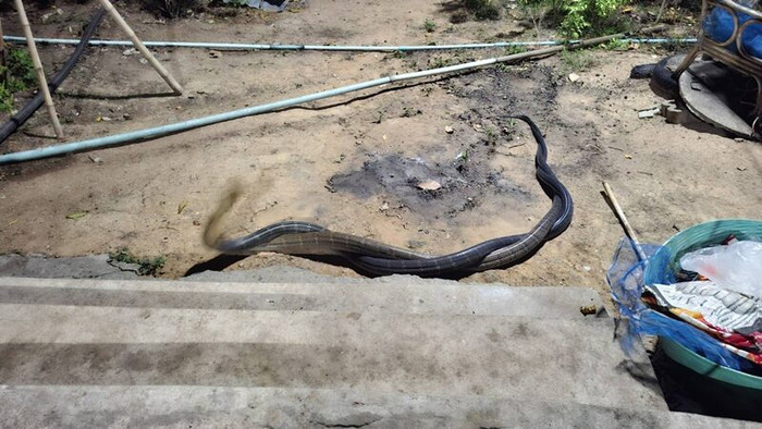 2 con rắn hổ mang chúa quấn chặt nhau trước cửa nhà, cảnh tượng khiến chủ nhà hoảng sợ Ảnh 1