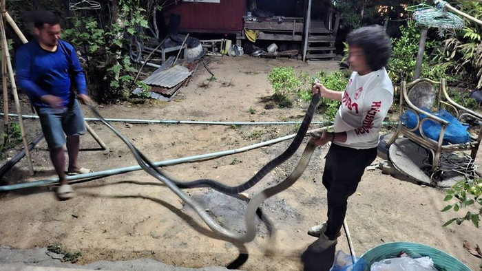 2 con rắn hổ mang chúa quấn chặt nhau trước cửa nhà, cảnh tượng khiến chủ nhà hoảng sợ Ảnh 2