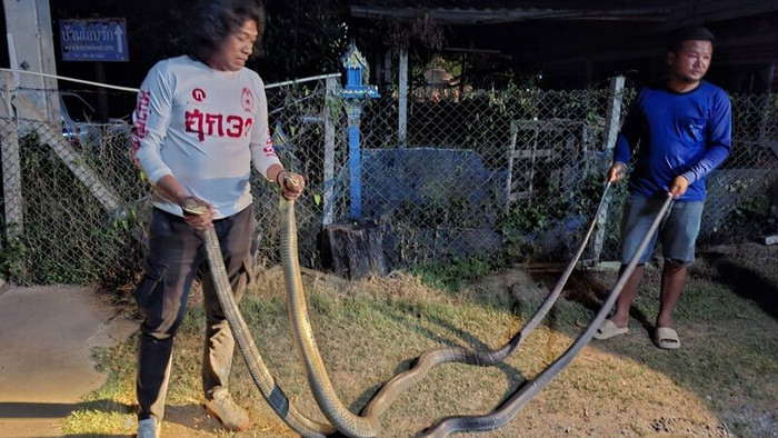 2 con rắn hổ mang chúa quấn chặt nhau trước cửa nhà, cảnh tượng khiến chủ nhà hoảng sợ Ảnh 3