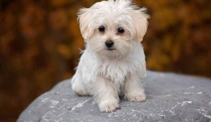 Học tài thi phận: 4 con giáp này tuy học không giỏi nhưng ra đời lại rất thành công Ảnh 3