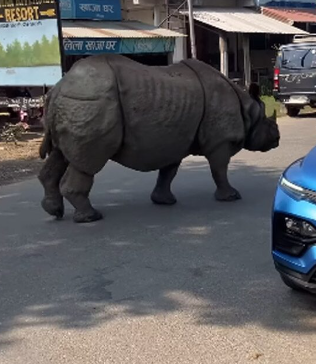 Con tê giác khổng lồ lang thang giữa đường, cảnh tượng gây xôn xao Ảnh 1