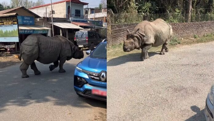 Con tê giác khổng lồ lang thang giữa đường, cảnh tượng gây xôn xao Ảnh 2