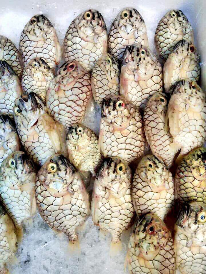 Cá mãng cầu có bề ngoài đặc biệt. (Ảnh minh họa từ Internet)