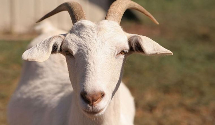 Những con giáp tưởng khôn ngoan nhưng lại dễ bị lợi dụng, cả chuyện tiền bạc lẫn tình cảm Ảnh 1