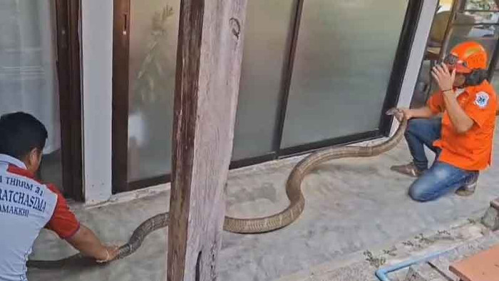 Rắn hổ mang chúa nặng 15kg chui vào nhà dân, nghẹt thở cảnh vây bắt Ảnh 1