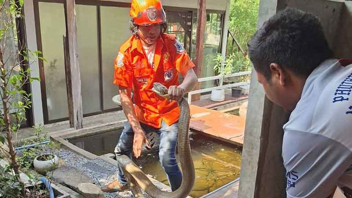 Rắn hổ mang chúa nặng 15kg chui vào nhà dân, nghẹt thở cảnh vây bắt Ảnh 3