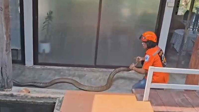 Rắn hổ mang chúa nặng 15kg chui vào nhà dân, nghẹt thở cảnh vây bắt Ảnh 2