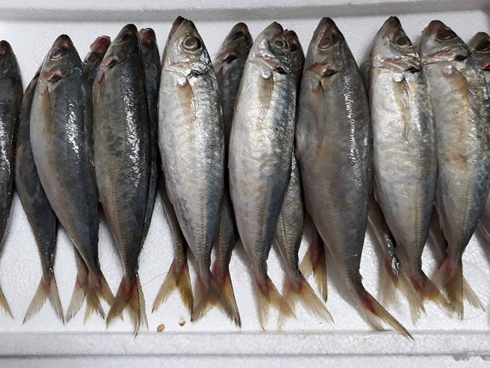 Loại cá quen thuộc ở chợ Việt, giá rẻ nhưng bổ dưỡng không kém cá hồi, kho cà chua là ngon nhất Ảnh 1