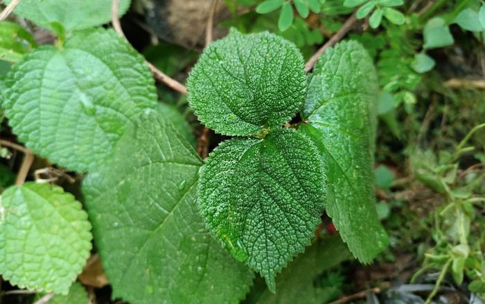 Chạm phải một chiếc lá, người phụ nữ chịu đau đớn suốt 4 năm khiến ai cũng rùng mình Ảnh 4