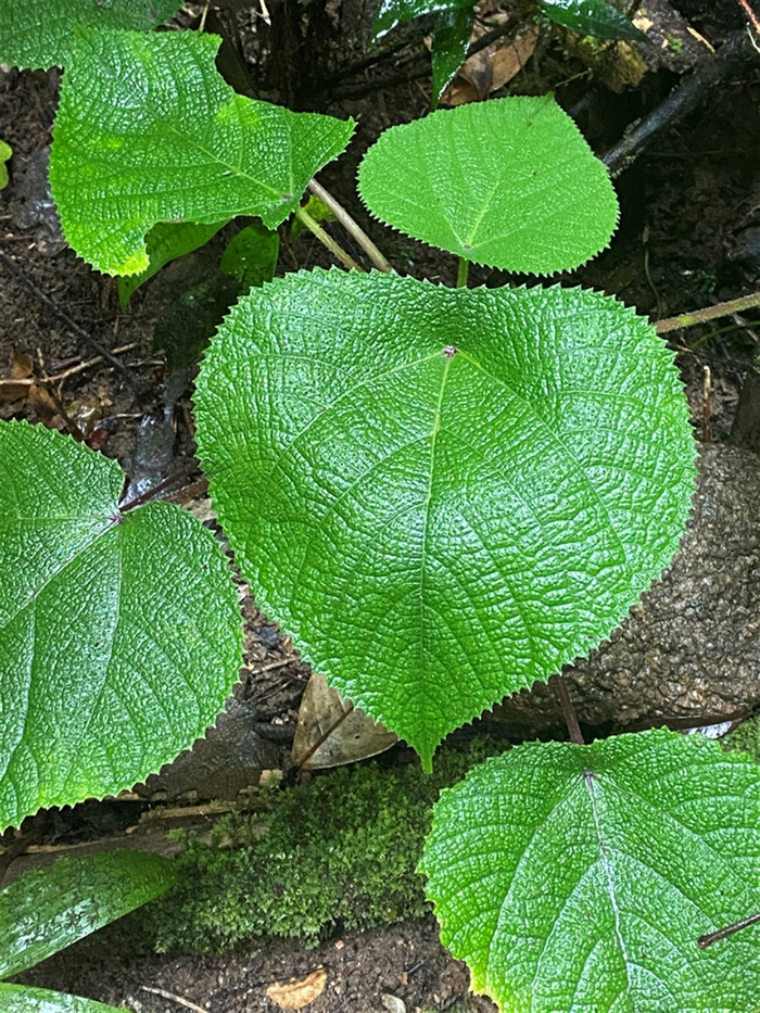 Chạm phải một chiếc lá, người phụ nữ chịu đau đớn suốt 4 năm khiến ai cũng rùng mình Ảnh 2