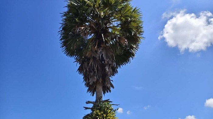 Leo cây thốt nốt để hái quả làm đường, bà cụ 73 tuổi gặp sự việc thương tâm Ảnh 2