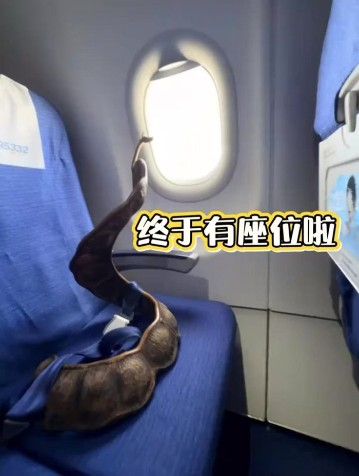 Cô gái mang loại quả khổng lồ lên máy bay, hành khách xôn xao Ảnh 2