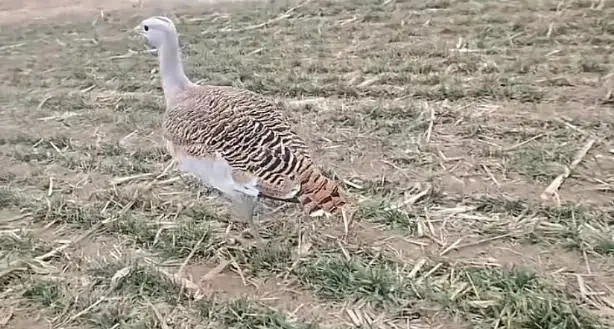 Đang làm đồng, người đàn ông phát hiện con chim cực quý hiếm cao gần 1 mét Ảnh 3