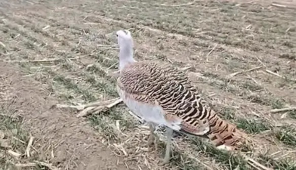 Đang làm đồng, người đàn ông phát hiện con chim cực quý hiếm cao gần 1 mét Ảnh 2