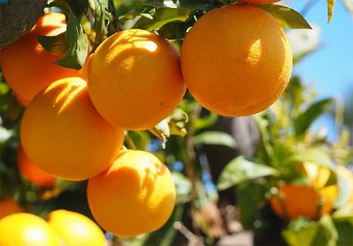 Loại quả 'tiến vua' nức tiếng ở quê vợ chồng Hồ Văn Cường Ảnh 4