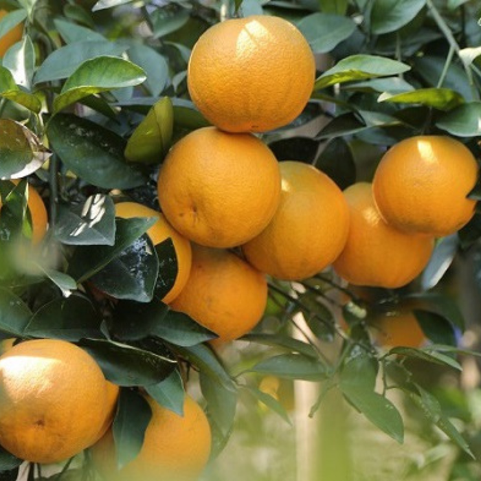 Loại quả 'tiến vua' nức tiếng ở quê vợ chồng Hồ Văn Cường Ảnh 5