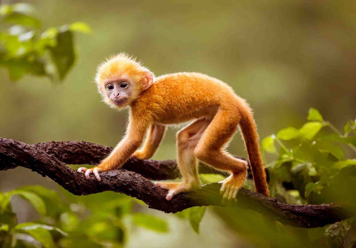 Sau tất cả, vận may cũng gọi tên 4 con giáp càng về cuối năm càng giàu Ảnh 3