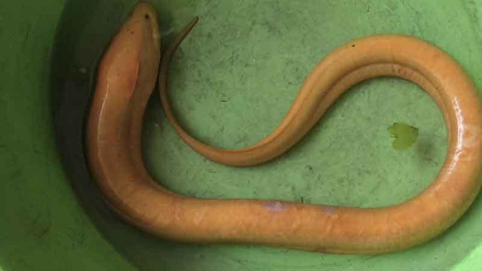 Người phụ nữ bắt được con lươn màu vàng cực hiếm, dân làng đổ xô đến xem Ảnh 1